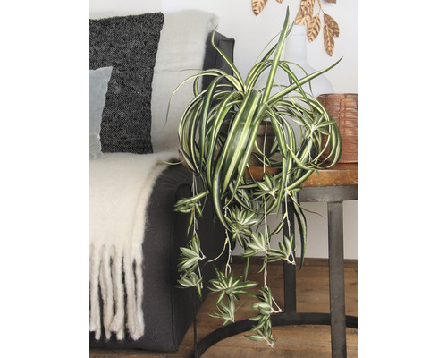 Zimmer mit Grünpflanze im Topf auf einem Beistelltisch neben einem Sofa