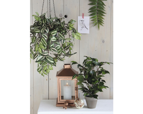 Scène décorative avec plante suspendue, lanterne et plante d''intérieur sur une table.