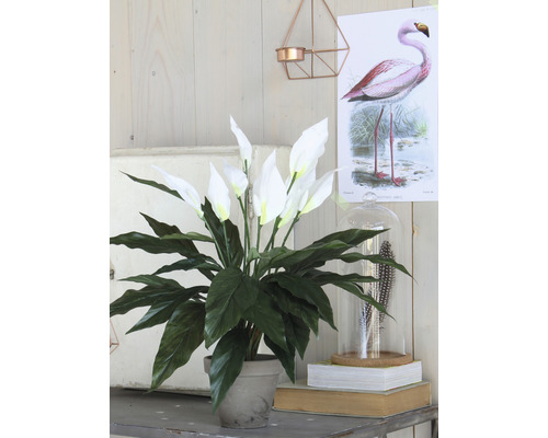 Fleur de lune en pot comme décoration sur une table