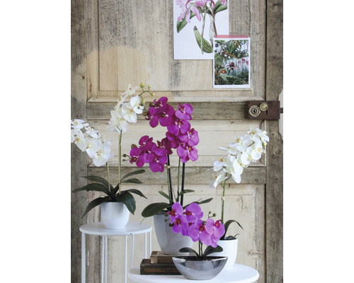 Dekorative Orchideen in Töpfen auf kleinen Tischen vor einer Holztür