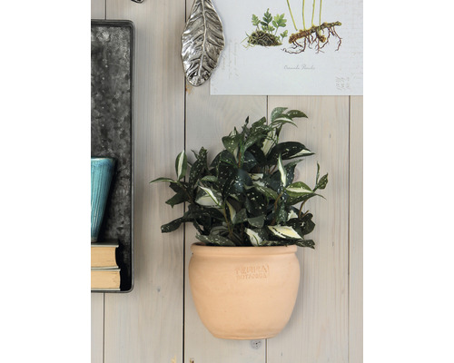 Wanddeko mit Zimmerpflanze in Terrakotta-Pflanztopf an einer Holzwand