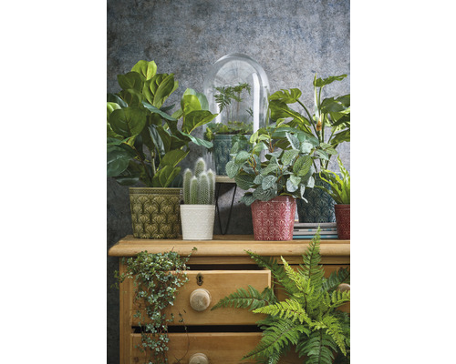 Plantes d''intérieur décoratives dans des pots à motifs sur une commode en bois.