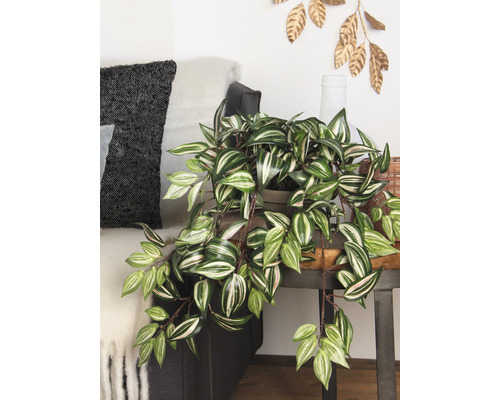 Dekorative Zimmerpflanze auf einem Beistelltisch