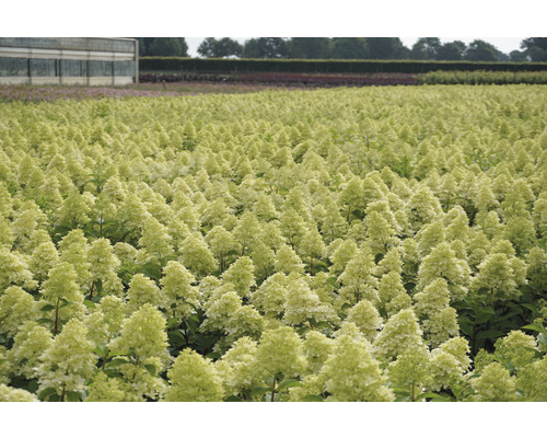 Champ avec de nombreux hortensias