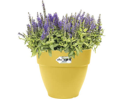 Blumentopf mit blühenden Pflanzen