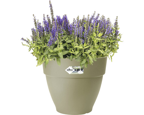 Salbei in Pflanztopf