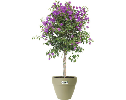 Bougainvillea im Topf, Zierpflanze für den Garten