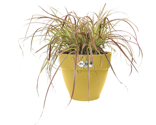 Ziergras in einem Topf aus Kunststoff