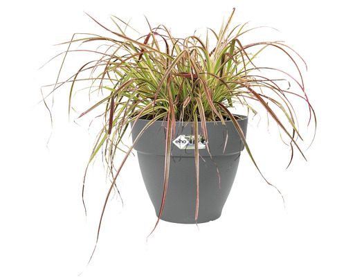 Japanisches Blutgras im grauen Blumentopf
