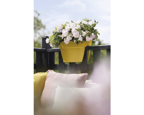 Gelber Balkonkasten mit weißen Blumen auf einem Balkongeländer