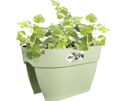 Balkonkasten mit Efeu