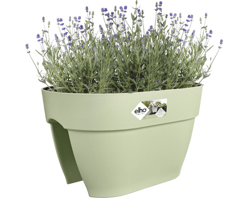 Blumentopf mit Lavendel auf Balkon