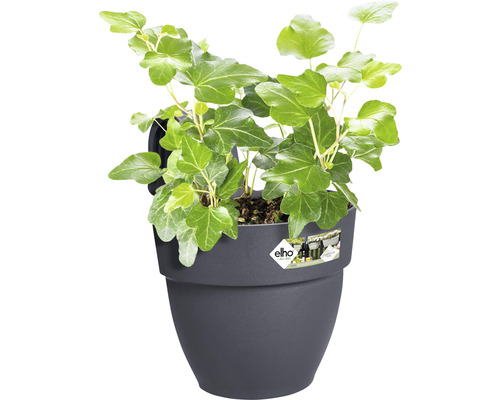 Efeu in einem Kunststoff-Pflanzgefäß für den Außenbereich