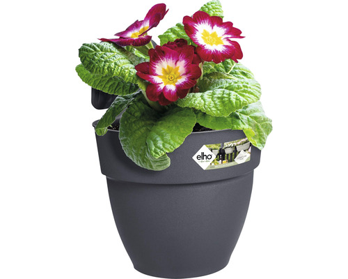 Primel in einem Blumentopf