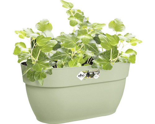 Grüner Efeu in einem Wandblumentopf