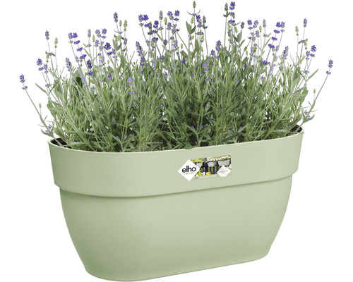 Lavendel in einem länglichen Pflanzgefäß