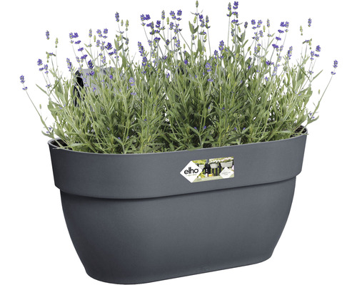 Grauer Blumenkasten mit Lavendelpflanzen