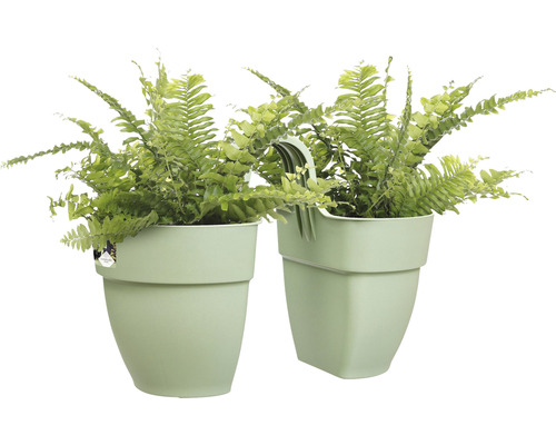 Zwei Hängeampeln mit Farnen in Kunststofftöpfen