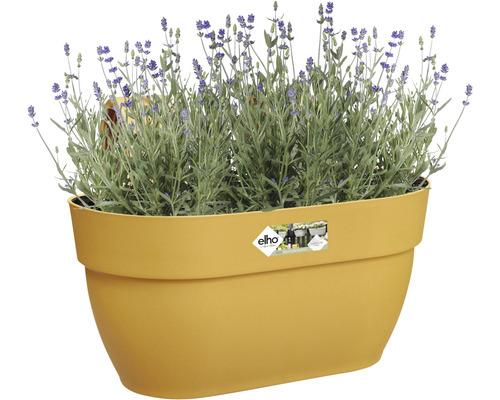 Blumentopf mit Lavendel