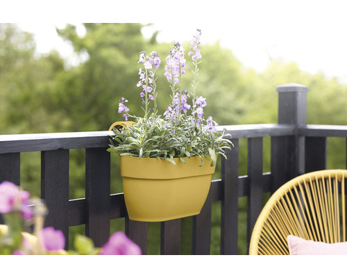 Gelber Balkonkasten mit lila Blumen auf einem Balkongeländer