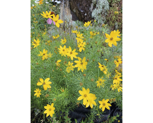 Œil de jeune fille FloraSelf Coreopsis verticillata h 10-40 cm Co 3 l