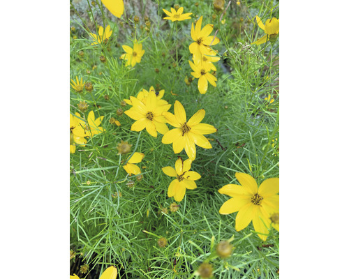 Gelbe Coreopsis Blumen mit grünen Blättern.