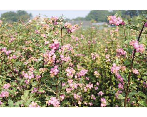 Champ de symphorines