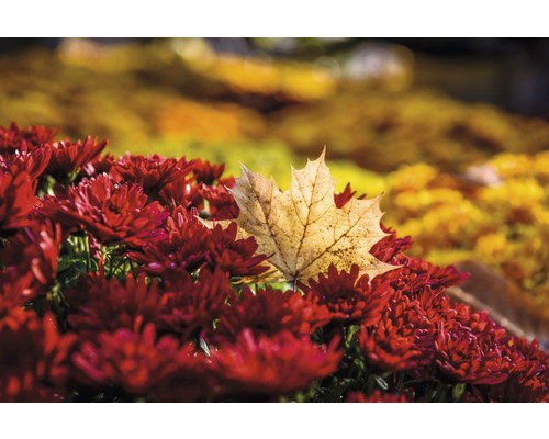 Gros plan sur des chrysanthèmes rouges avec une feuille d''érable