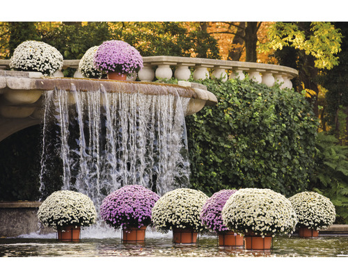 Fontaine à cascade avec fleurs d''automne en pot