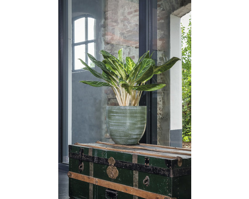 Zimmerpflanze in einem Pflanzgefäß auf einer alten Truhe