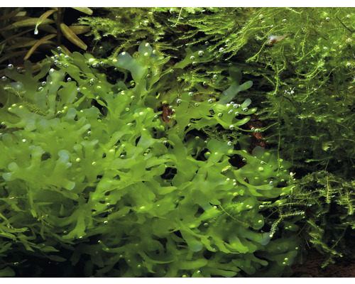 Plante d''aquarium mousse de foie en détail