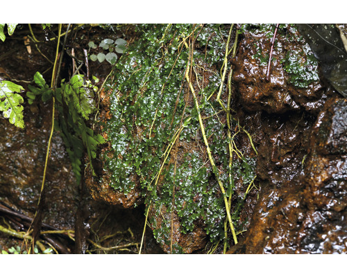 Gros plan de la mousse sur un rocher
