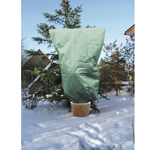 Sapin planté avec housse de protection contre le gel dans le jardin d''hiver