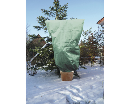 Eingepflanzte Tanne mit Frostschutzhaube im Wintergarten