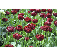 Bulbes FloraSelf tulipes 'Uncle Tom' 7 pces
