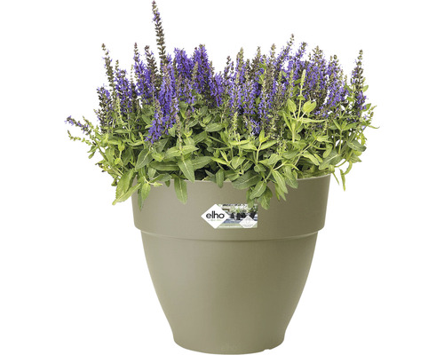 Salbei Pflanze im Topf