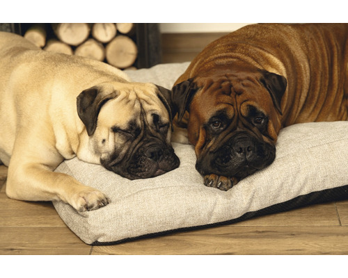 Deux chiens Bullmastiff se reposent sur un lit pour chien.
