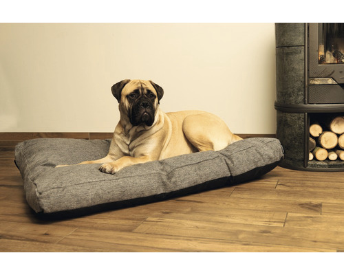 Hund liegt auf einem Hundebett im Innenbereich