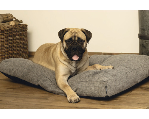 Hund liegt auf einem grauen Hundebett.