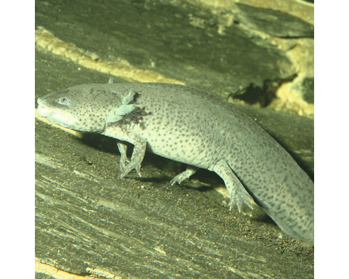 Ein Axolotl im Aquarium
