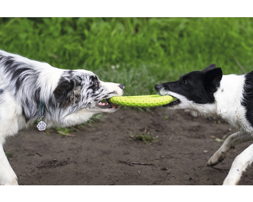 Deux chiens tirent sur un frisbee jouet