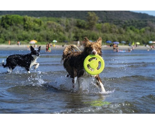 Deux chiens jouent avec un frisbee dans l''eau.