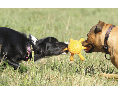 Deux chiens jouent avec un jouet pour chien à l''extérieur.