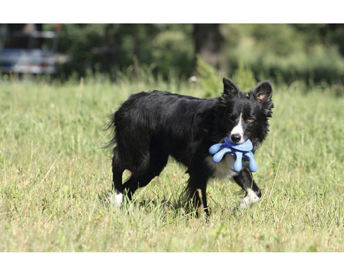 Un Border Collie porte un jouet dans sa gueule dans un pré
