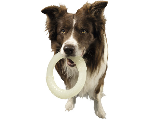 Border Collie tenant un anneau de jouet pour chien dans sa gueule