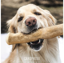 Jouet pour chien CANOPHERA bâton à mâcher pour chien en bois de caféier Taille M env. 22 - 26 cm, pour chiens jusqu'à 20 kg marron, diminution du stress, hygiène dentaire, occupation-thumb-2