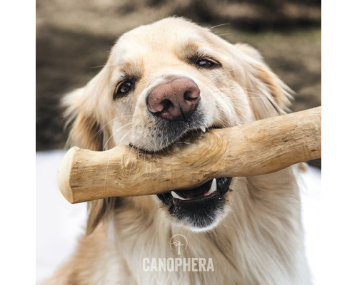 Golden Retriever tenant un jouet en bois dans sa gueule