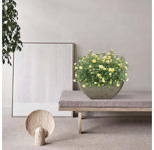 Szene mit gelben Rosen in einem Pflanzgefäß auf einer Bank