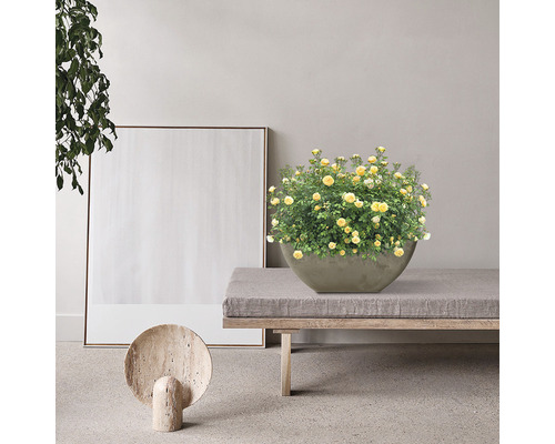 Szene mit gelben Rosen in einem Pflanzgefäß auf einer Bank