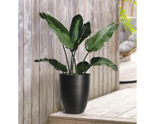 Strelitzie im schwarzen Pflanzgefäß auf Holzterrasse